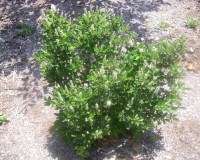 clethra alnifolia 1.jpg